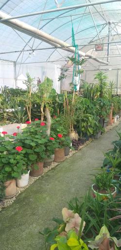 عکس گلخانه گل و گیاه مهیار