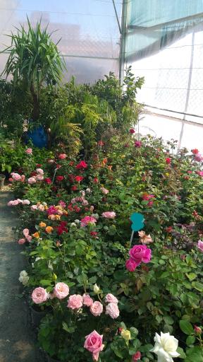 عکس گلخانه گل و گیاه مهیار