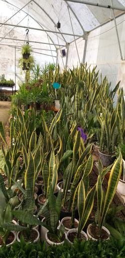 عکس گلخانه گل و گیاه مهیار