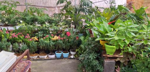 عکس گلخانه گل و گیاه مهیار