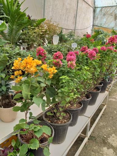 عکس گلخانه گل و گیاه مهیار