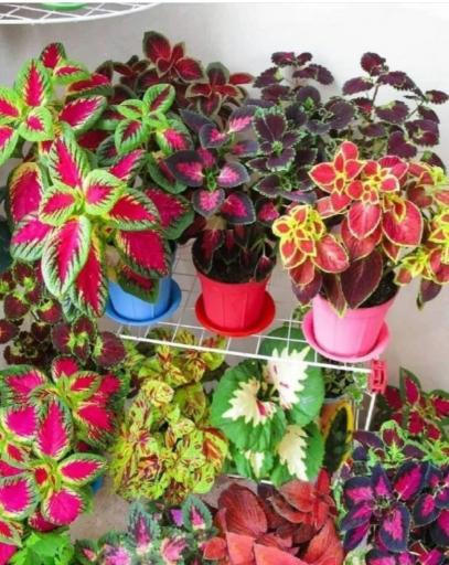 عکس گلخانه گل و گیاه مهیار