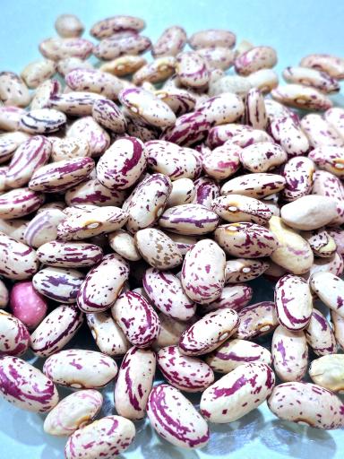 عکس حبوبات گلشن قم