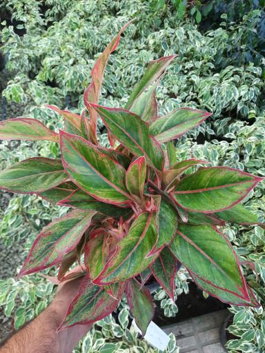 عکس گلخانه هشت باغ رضوان