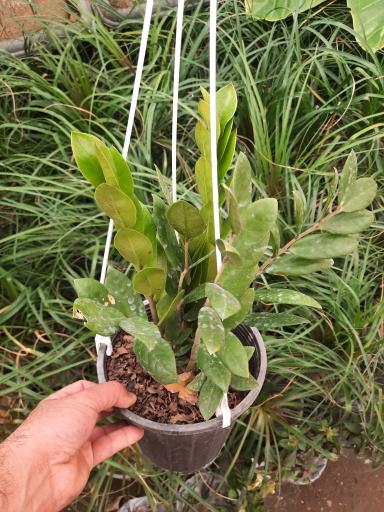 عکس گلخانه هشت باغ رضوان