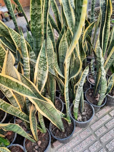 عکس گلخانه هشت باغ رضوان