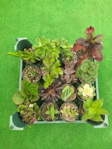 عکس گلخانه هشت باغ رضوان