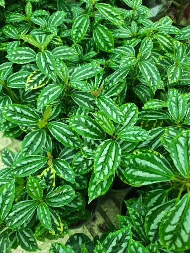 عکس گلخانه هشت باغ رضوان