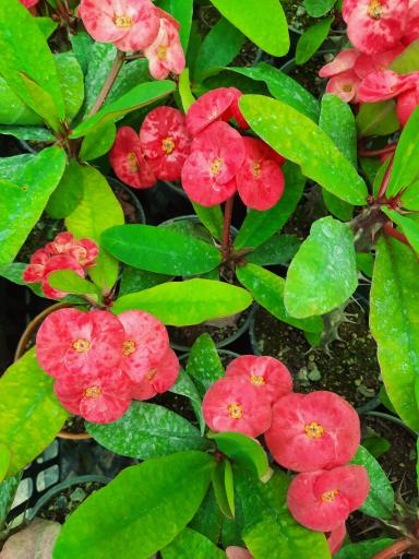 عکس گلخانه هشت باغ رضوان