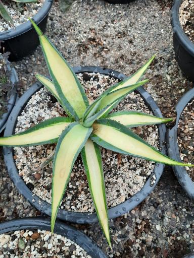 عکس گلخانه هشت باغ رضوان