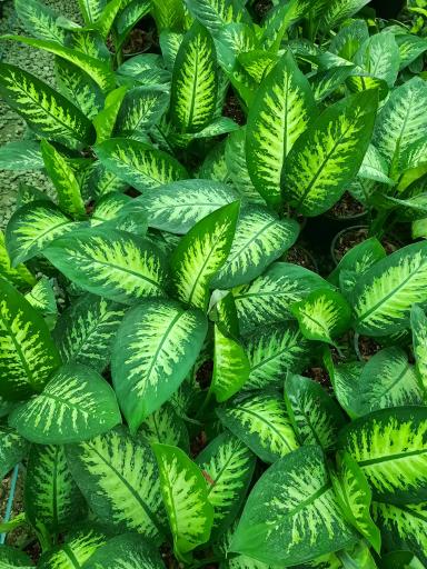 عکس گلخانه هشت باغ رضوان