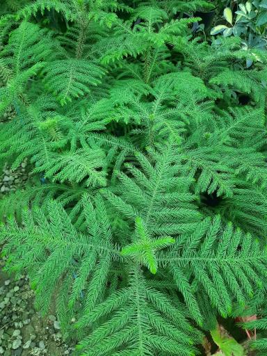 عکس گلخانه هشت باغ رضوان