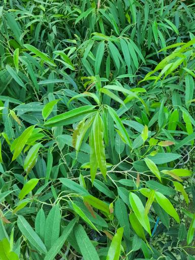 عکس گلخانه هشت باغ رضوان