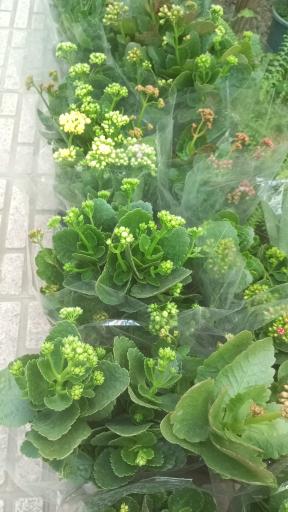 عکس گلخانه هشت باغ رضوان