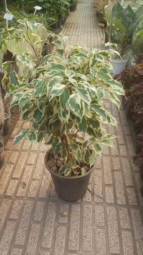 عکس گلخانه هشت باغ رضوان