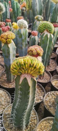 عکس گلخانه هشت باغ رضوان