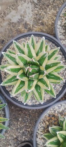 عکس گلخانه هشت باغ رضوان