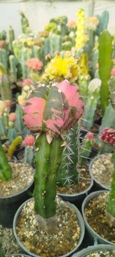 عکس گلخانه هشت باغ رضوان