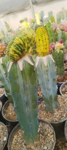 عکس گلخانه هشت باغ رضوان