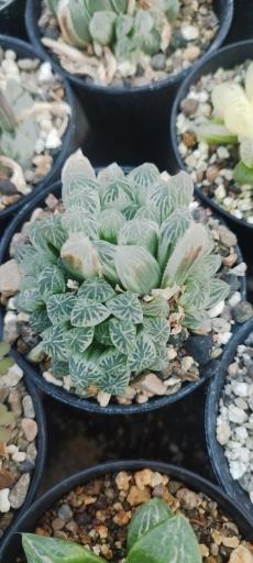 عکس گلخانه هشت باغ رضوان