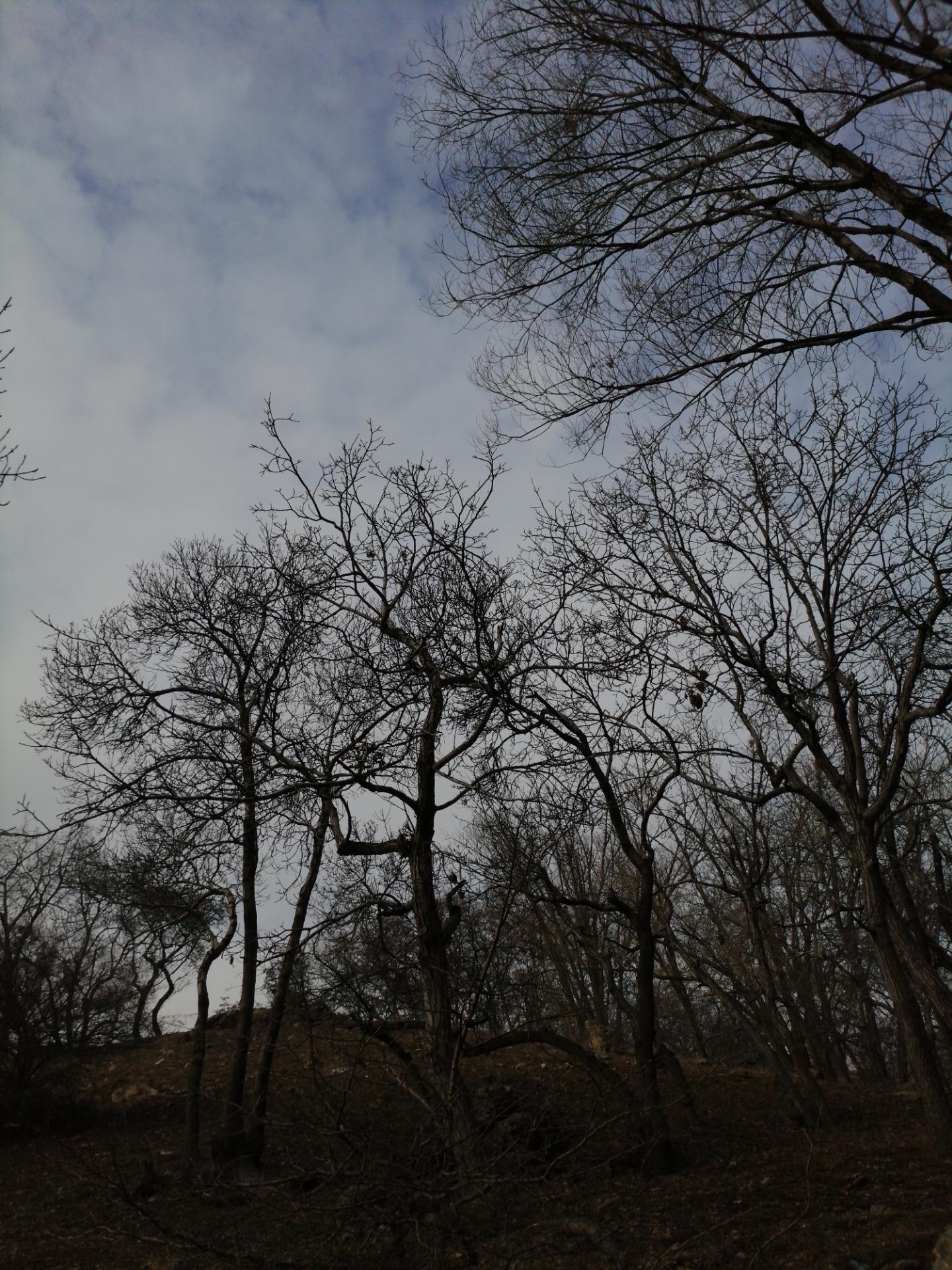 عکس جنگل کارا