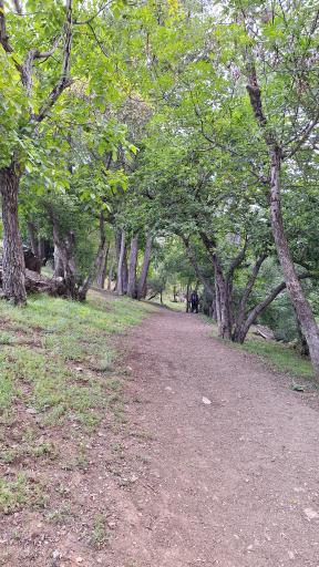 عکس جنگل کارا