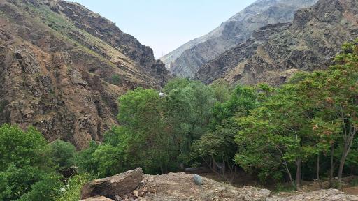 عکس جنگل کارا