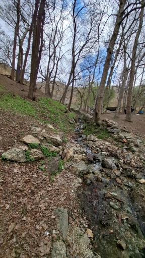 عکس جنگل کارا