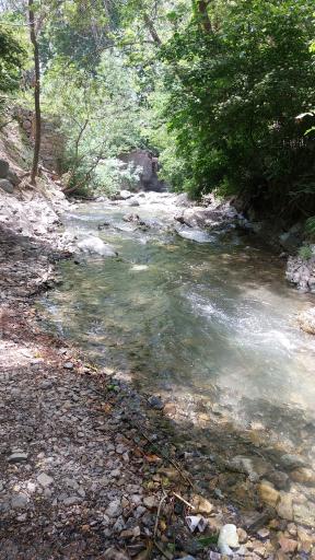 عکس جنگل کارا