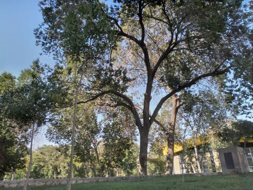 عکس پارک شهید پاشایی