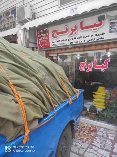 عکس فروشگاه برنج کیادهی 