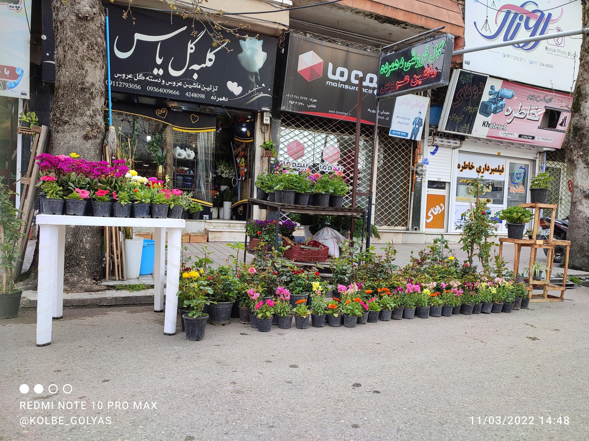 عکس کلبه گل یاس