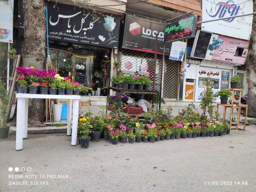 عکس کلبه گل یاس