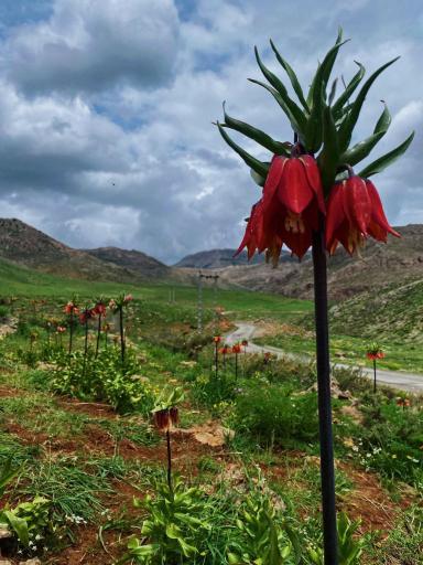 عکس الیگودرز