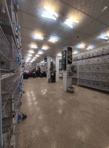 بورس قناری آراز