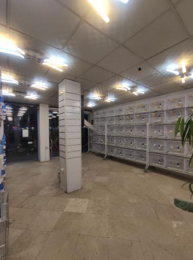 عکس بورس قناری آراز