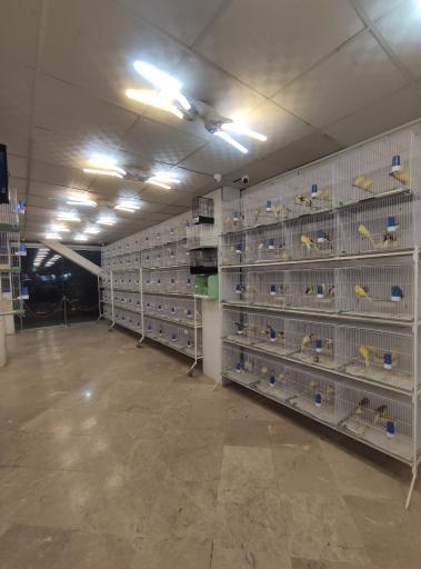 بورس قناری آراز