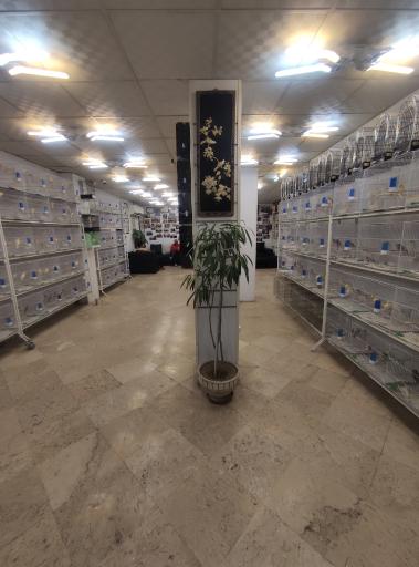 بورس قناری آراز