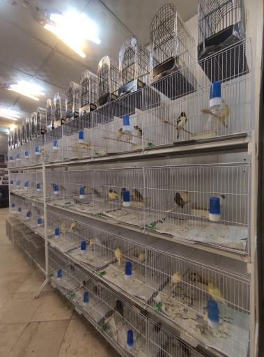 بورس قناری آراز