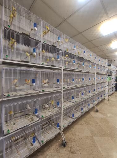 بورس قناری آراز