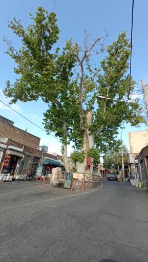 عکس درخت تاریخی چنار اسکو