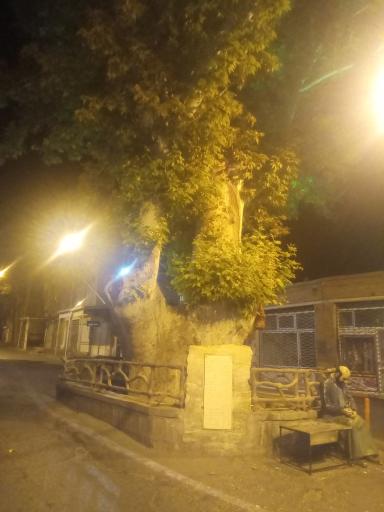 عکس درخت تاریخی چنار اسکو