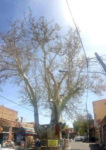 عکس درخت تاریخی چنار اسکو