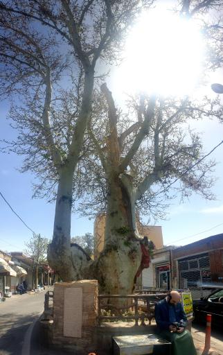 عکس درخت‌چنار‌ قدیمی اسکو