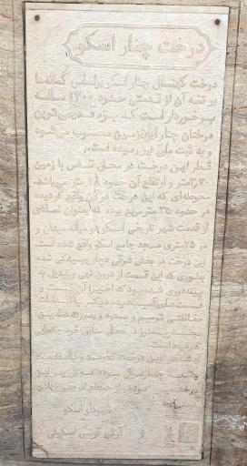 عکس درخت تاریخی چنار اسکو