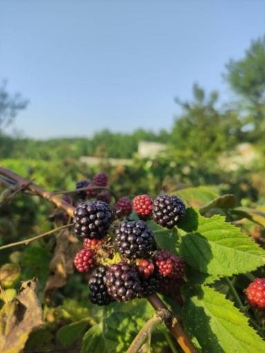 عکس مزرعه تمشک ابراهیم نژاد