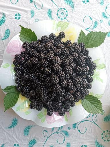 عکس مزرعه تمشک ابراهیم نژاد