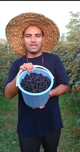 مزرعه تمشک ابراهیم نژاد