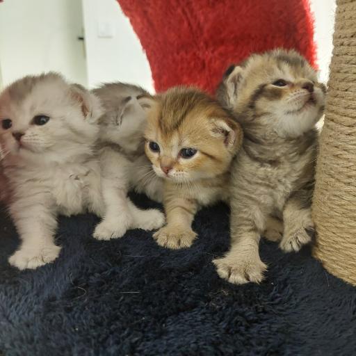 عکس پت شاپ پرنس