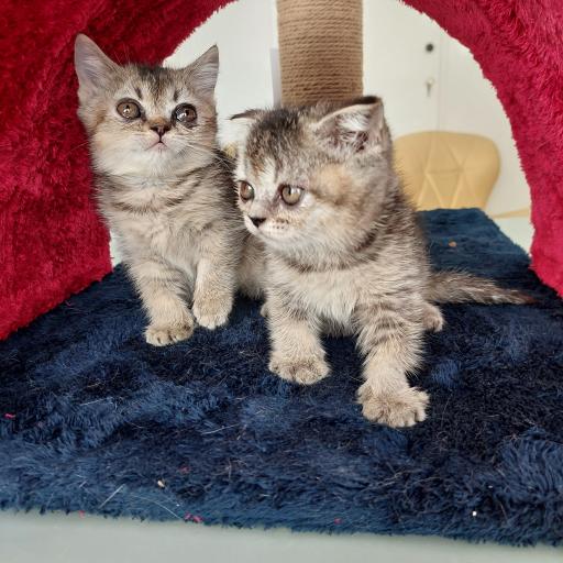 عکس پت شاپ پرنس